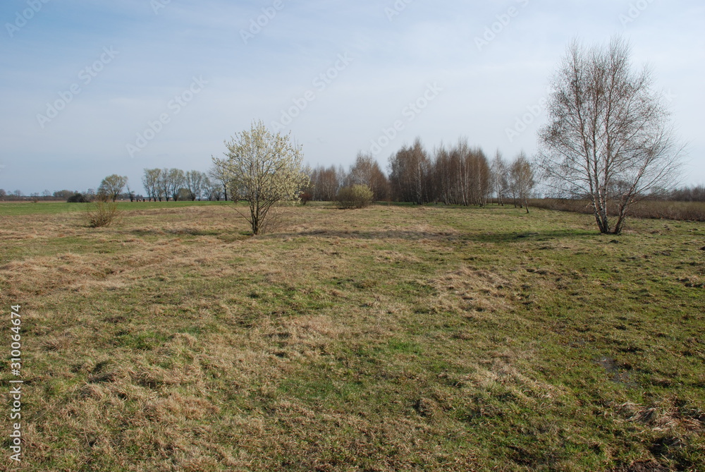 Obraz premium Pola i las