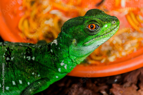 Lagarto verde