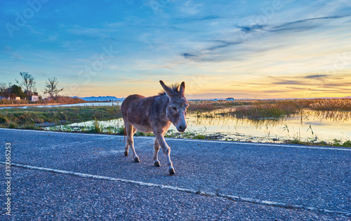 Canvas Print Donkey alone walking on a road at sunset. Loneliness concept..