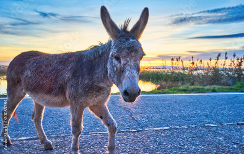 Donkey alone walking on a road at sunset. Loneliness concept..