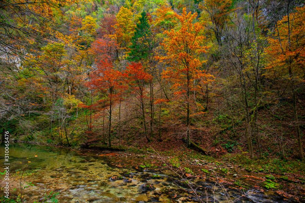 Autumn landscape in the Vintgar cannyon, Slovenia