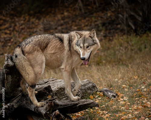 Wolf Pack at Triple D