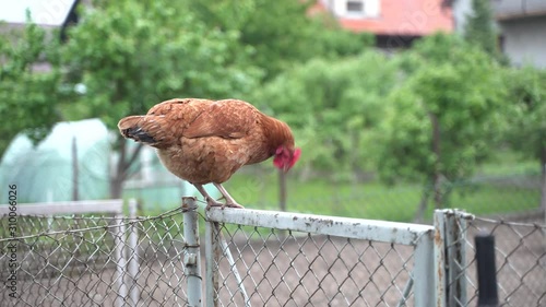 hen on the fence