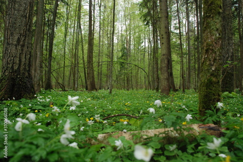 Białowieża