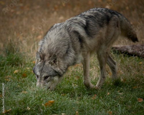 Wolf Pack at Triple D