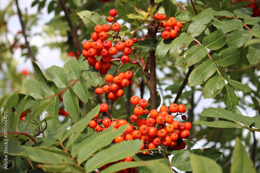 Red berries on the branches of Sorbus aucuparia on a sunny autumn day Red berries on the branches of Sorbus aucuparia on a sunny autumn day