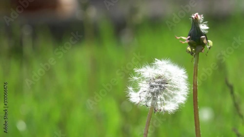 Taraxacum in the garden