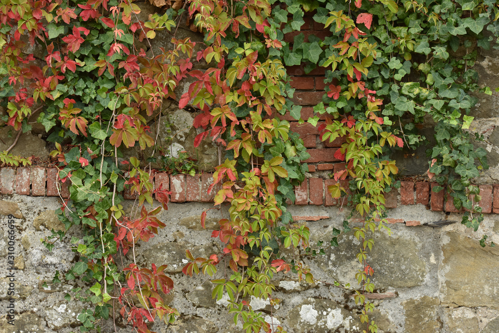 Obraz premium Texture with climbing plants. Green leaf background.