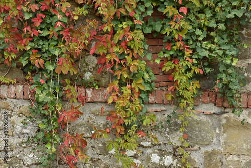 Texture with climbing plants. Green leaf background.