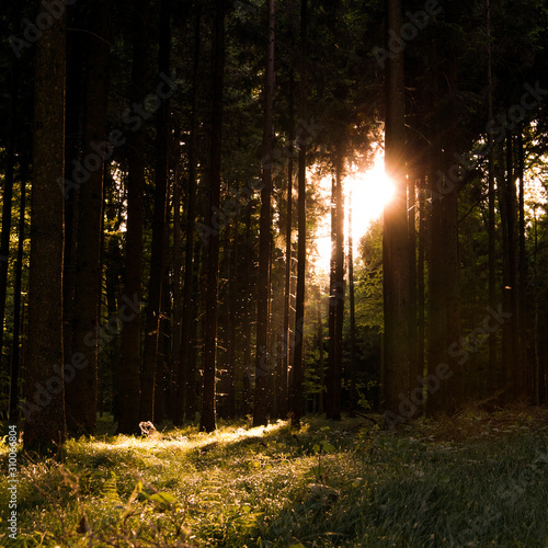 Die letzten Sonnenstrahlen im Wald