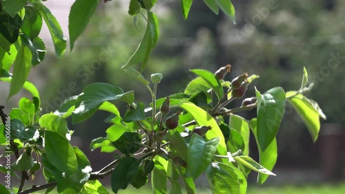 apple tree in the garden