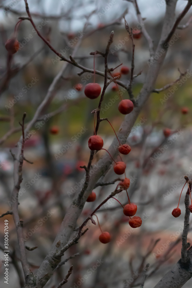 Red Cranberries on a Winter Branch 4 Red Cranberries on a Winter Branch 4