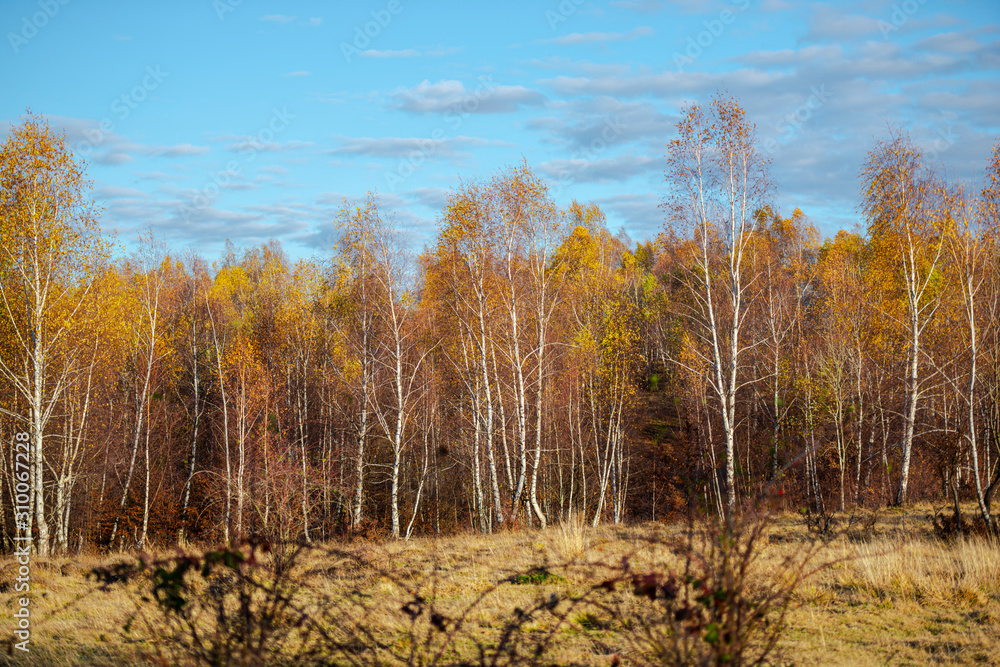 Birch tree landscape in the fall