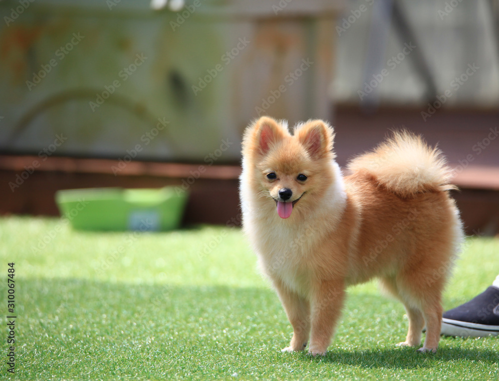 Happy puppies in a private playground Happy puppies in a private playground