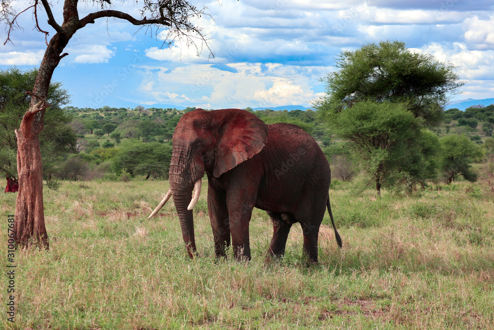 Fototapeta premium A large African elephant crossing the savannah