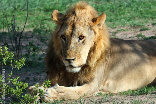Lion crossing the African savannah