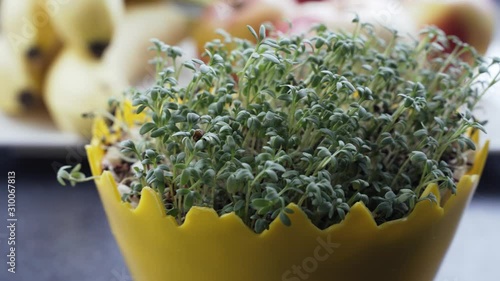 Cardamine L. at home