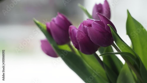 tulip in a vase