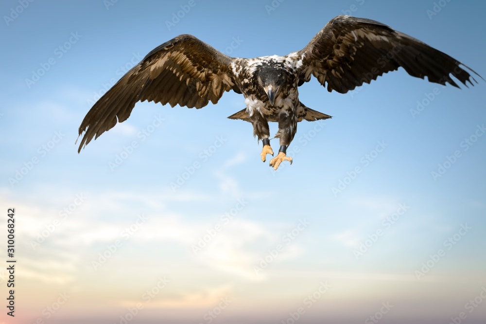 Obraz premium Animal.