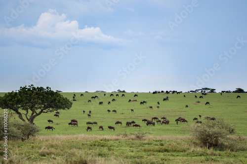 Wild animals grazing in the plains of Kenya in Africa