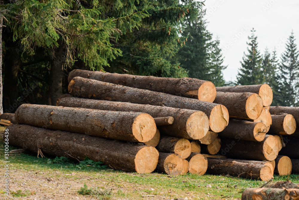 Wooden logs of pine woods in the forest, stacked in a pile in Dolomites. Freshly chopped tree logs stacked up on top of each other in a pile. Wooden logs of pine woods in the forest, stacked in a pile in Dolomites. Freshly chopped tree logs stacked up on top of each other in a pile.