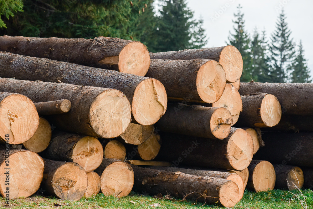 Wooden logs of pine woods in the forest, stacked in a pile in Dolomites. Freshly chopped tree logs stacked up on top of each other in a pile.