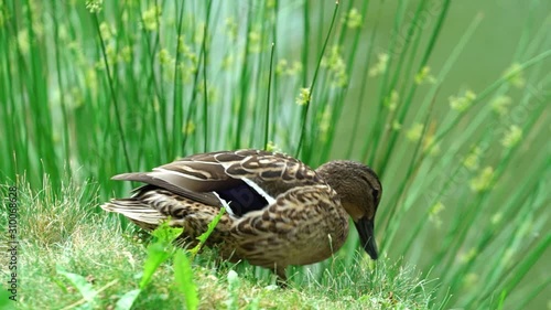 ducks in the park