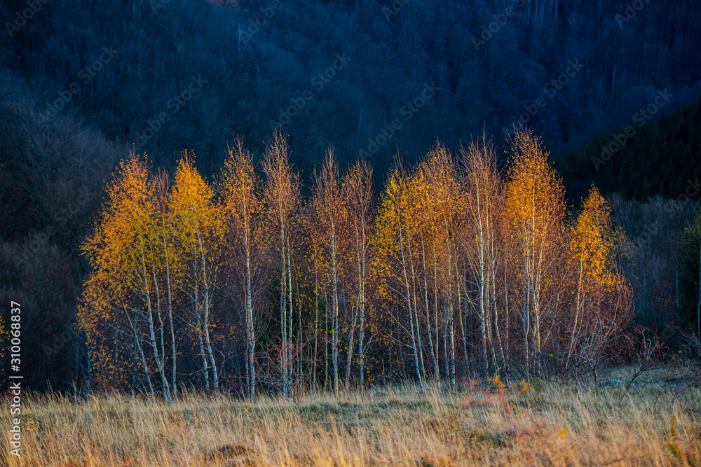 Fototapeta premium November birch in the morning