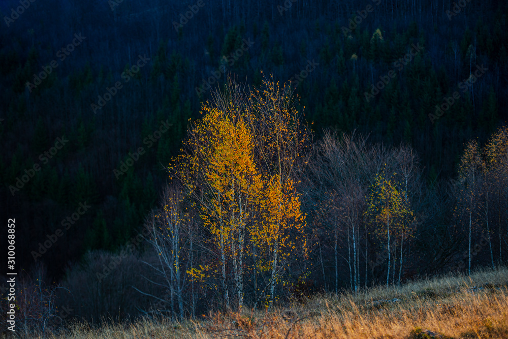 Fototapeta premium November birch in the morning