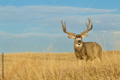 Large Buck Deer with trophy antlers in meadow with blue sky © tomreichner