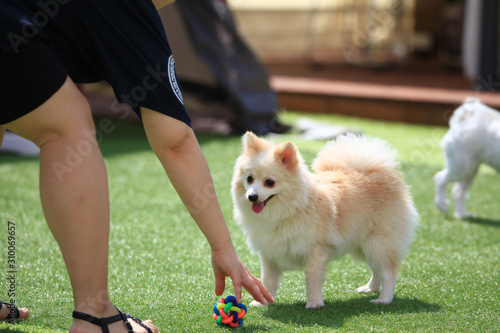 Фотография Happy puppies in a private playground