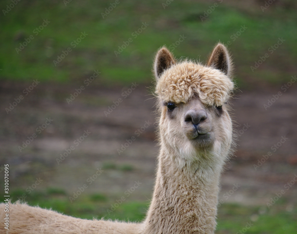 Portrait of an alpaca looking directly at the camera