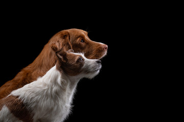 portrait of two dogs on a black background in the studio. Nova Scotia Duck Retriever and Jack Russell Terrier.