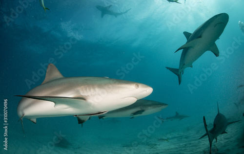 Reef and Lemon sharks at Tiger Beach, Bahamas © Drew