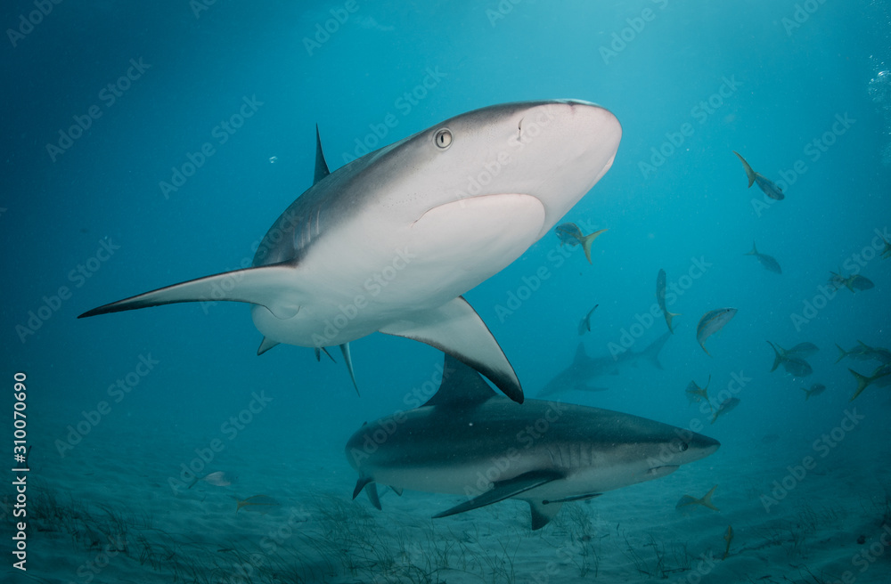 Fototapeta premium Reef and Lemon sharks at Tiger Beach, Bahamas