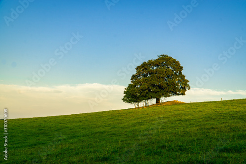 Lonely tree on the hill, Beskydy, Mosty u Jablunkova, Czech Republic