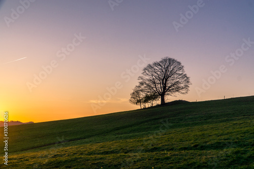 Lonely tree on the hill, Beskydy, Mosty u Jablunkova, Czech Republic