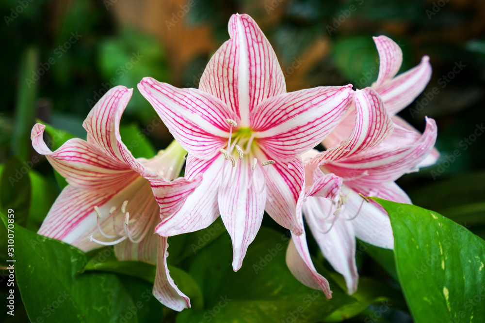 Fototapeta premium Lilium