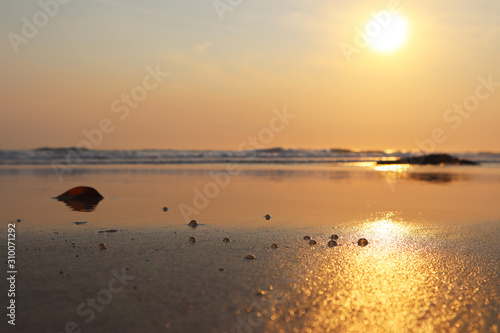 Sunrise, jellyfish eggs, salps with surf