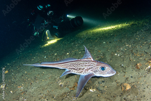 Foto Chimera Monstrosa with Diver