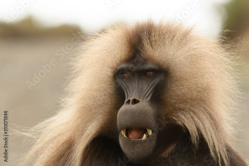 Wallpaper Mural Gelada Baboon Torontodigital.ca