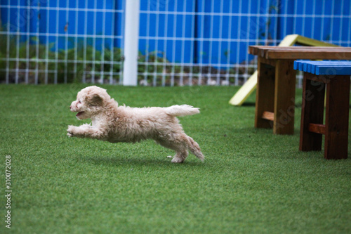 Happy puppies in a private playground