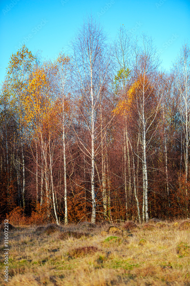 Fototapeta premium November birch trees landscape