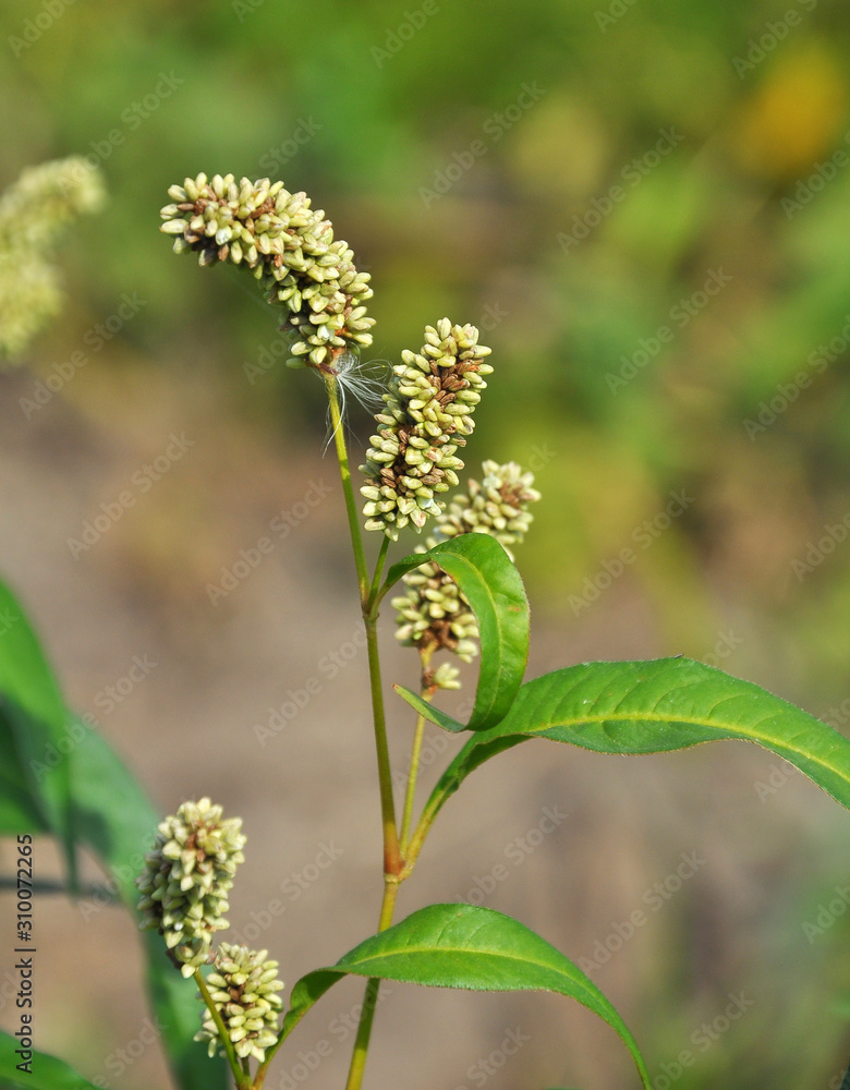 Weed Persicaria lapathifolia grows in the open ground Weed Persicaria lapathifolia grows in the open ground