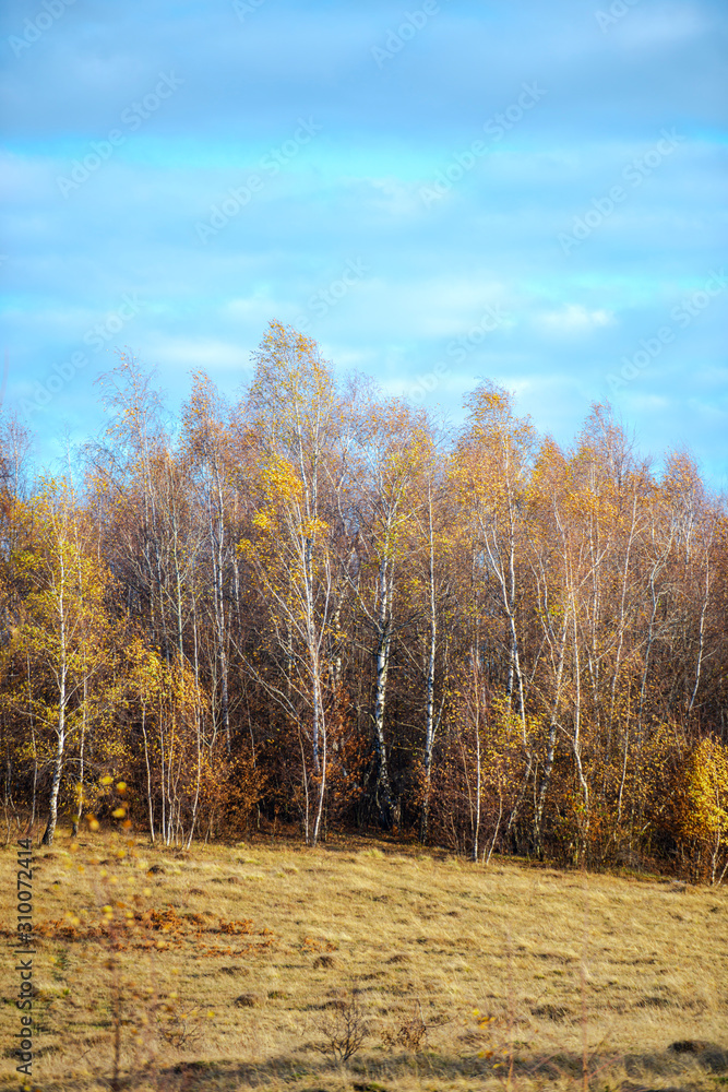 Fototapeta premium November birch trees landscape