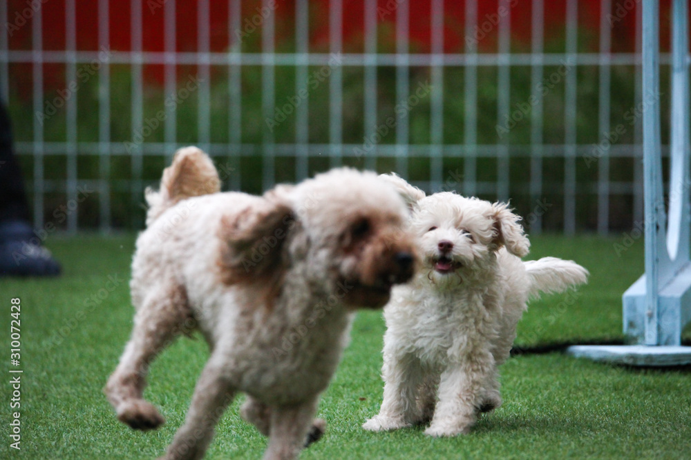 Happy puppies in a private playground Happy puppies in a private playground