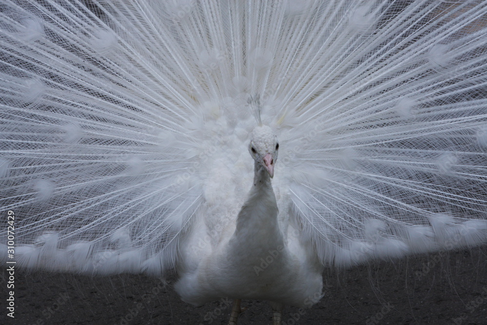 Fototapeta premium ZOO