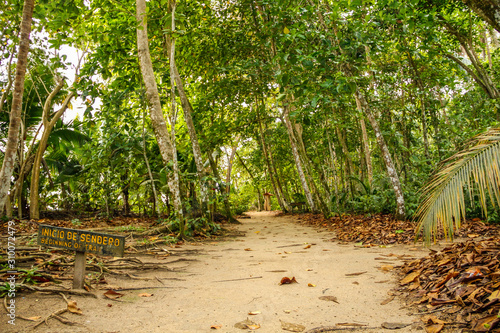 Cahuita National Park, walking along the jungle path. Costa Rica photo