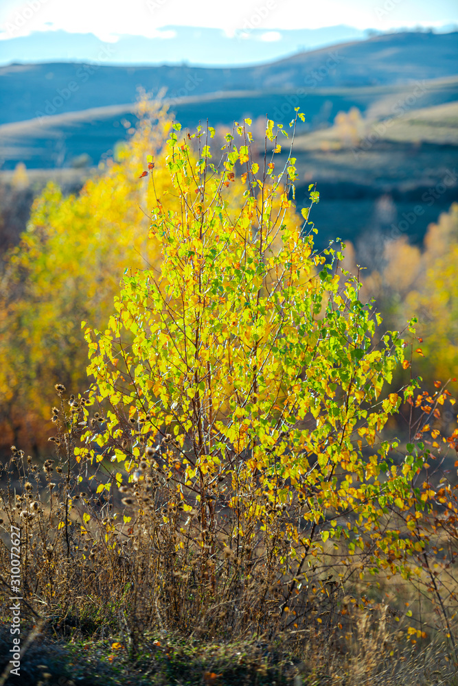 November birch trees landscape