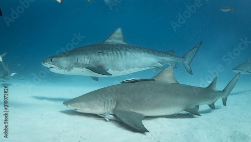 Tiger sharks at Tiger Beach, Bahamas